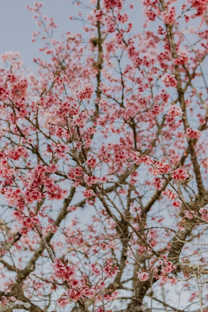 Botas que abraçam panturrilhas largas